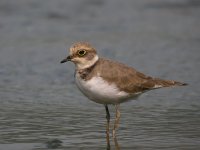 little ringed plover.P5100.30x24.5mm.nware DSCN4818.jpg