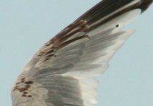 gull wing.jpg