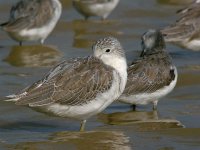 greenshank.doze.P5100.115mm  DSCN2251.jpg