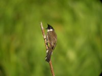 rw bulbul.P5100 DSCN0039.jpg