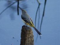 Grey Wagtail.jpg