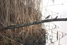 grey wagtails.jpg