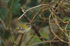 WEB_Firecrest2.jpg