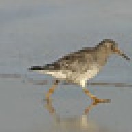 Sandpiper