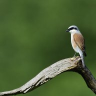 Dutch Birder