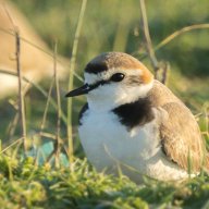 Frubecula