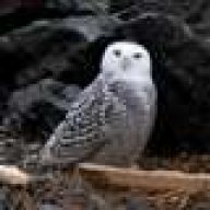 snowyowl