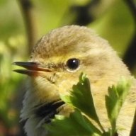 Birdbrain