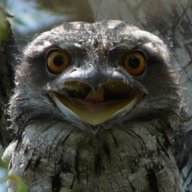 Southern Frogmouth