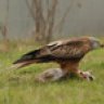 Red Kite