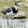 Lapwing2011