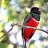 Trogon4323