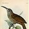 Bismarck Honeyeater