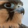 Aplomado Falcon