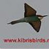 kibrisbirds