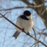 Chickadee Whisperer