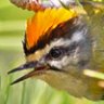 Barred Wobbler