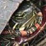 Painted Turtle