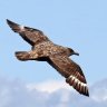 bonxie birder