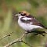 Woodchat