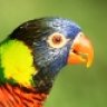 LoriKeet1