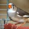 zebrafinch723