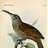 Bismarck Honeyeater