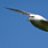 Fulmar