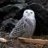 snowyowl