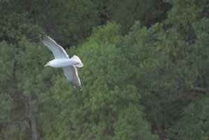 our local black-backed gull