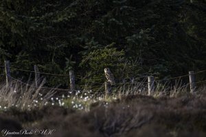 Long Eared Owl sitting on a fence post