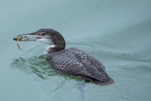 Great Northern Diver