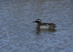 Male Garganey in fresh breeding plumage