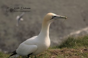 Northern Gannet