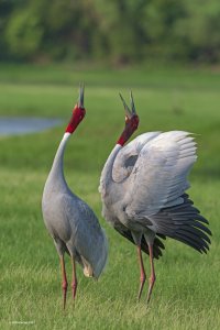 Sarus Cranes