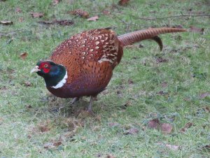 Pheasant