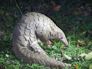 Indian pangolin