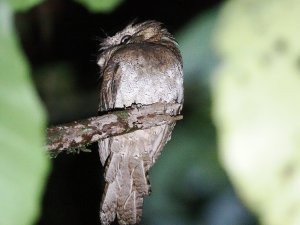 Sri Lanka Frogmouth