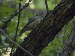 Eurasian nuthatch