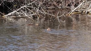 Coypu