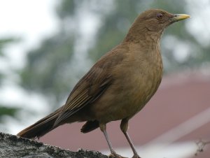 Clay-colored Thrush