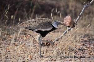 Buff-crested Bustard male