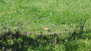 Eurasian hoopoe