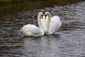 Courting Swans