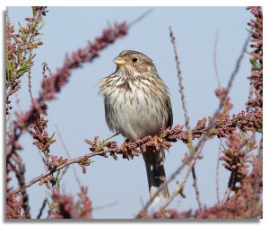 Corn Bunting