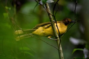 Yellow-eyed Bristlebill