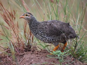 Heuglin's Spurfowl