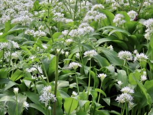 Wild Garlic