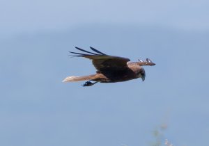 Marsh harrier