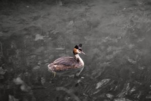 Grebe